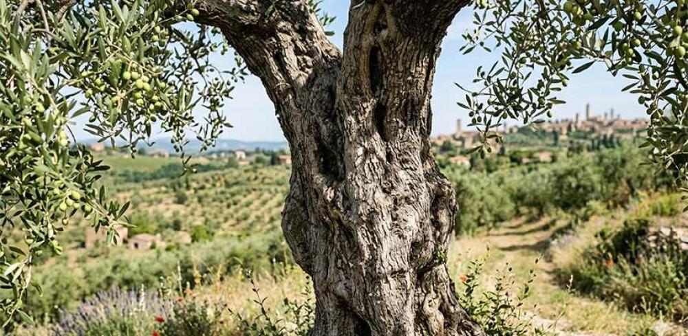 Artificial Olive Tree vs Real Olive Tree Which Offers Better Longevity