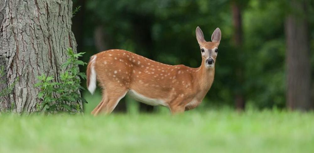 Deer Control New Jersey Seasonal Guide for Homeowners