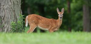 Deer Control New Jersey Seasonal Guide for Homeowners